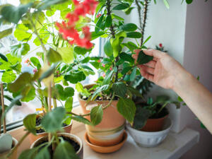 يجب توفير جو نقي للنباتات، وإبعادها عن مصادر التلوث يجب توفير جو نقي للنباتات، وإبعادها عن مصادر التلوث