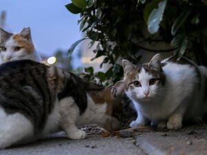 Stray have also become victims of the Syrian civil war (Shutterstock)