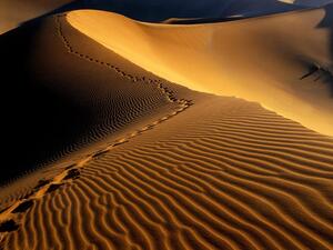 The official urged people who go into the desert to carry enough food and water. (Creative commons)
