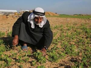 A Palestinian farmer works in his fields in the Gaza Strip village of Khuzaa. (AFP/File)