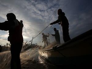 Palestinian fishermen collect fish from their nets in Gaza City. (AFP/File)