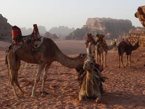 Camels resting in Wadi Rum desert in Jordan, February 8, 2013. (Photo credit: Lucie March/Flash 90)