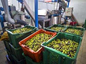 اختيار نوع جيّد من الزيتون ويفضّل ذو الحبّة الكبيرة الخالية من الثقوب