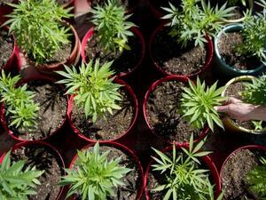 Detectives found 600 marijuana plants in a nursery near Nablus.  (AFP/ Raul Arboleda) 