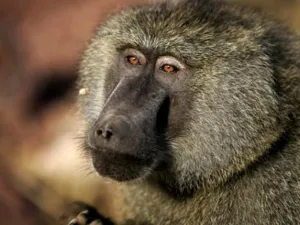 The one-year-old female baboon was brought to the farm by an Iranian who found her in a crippled condition at a farm in Al Ruwaiya