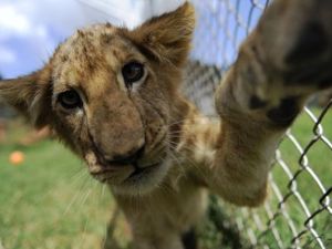 Cute.... or deadly?