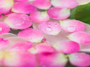 ماء الورد يزيل آثار التعب والإرهاق التي تعاني منها العين طوال النهار