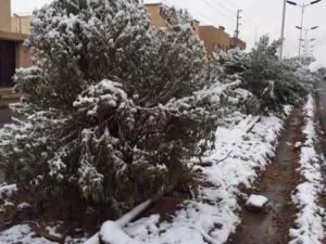 تساقط الثلوج بكميات كبيرة على المناطق الشمالية في السعودية