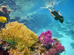 Snorkeling at Marsa Alam, Red Sea, Egypt (Shutterstock)