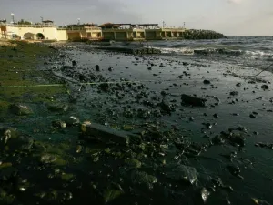Greenpeace study detected lead, copper and manganese in the pipe's spilling target area: and also traces of deadly bacteria, including Salmonella, but Unipack attributes this to the municipality's disposal of human and animal waste.




