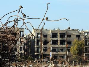 Birds are seen sitting on iron rods from the rubble of destroyed buildings in the war ravaged city of Homs on February 5, 2016. (AFP/Joseph Eid)