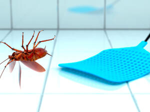 ذباب الحمام تعتبر من الحشرات واسعة المجال التي تتأقلم مع الظروف الجوية ذباب الحمام تعتبر من الحشرات واسعة المجال التي تتأقلم مع الظروف الجوية