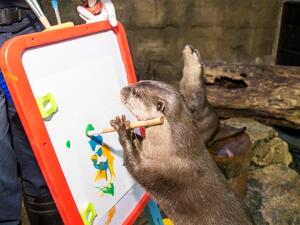 The Otter Encounter allows visitors to get up close to and personal with their otters. (de8ah.com)