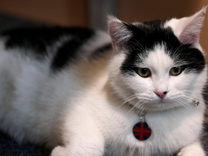 Meet, Diplocat. /BritishEmbassyAmman.