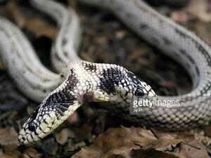 Two-headed snake on exhibit at Cameron Park Zoo. (AFP/ File Photo)