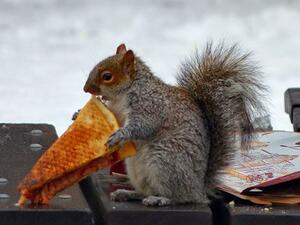 Squirrel found eating pizza near hotel pool. (Twitter)