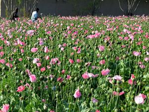 Deputies found an acre of opium poppies being farmed in the open in a small California town. (AFP/ File Photo)