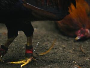 Cockfighting is illegal under federal law, and under the laws of every state. (AFP/ File Photo)