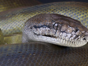 (Shutterstock/ File Photo)