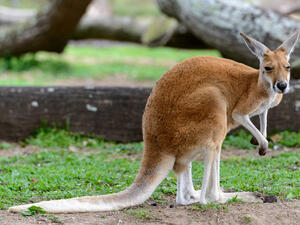 A startled kangaroo in Melbourne, Australia jumped through the window of a family home. (Shutterstock/ File Photo)