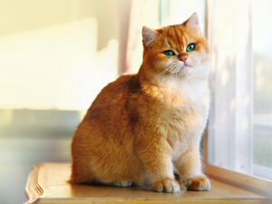 (Shutterstock/ File Photo)