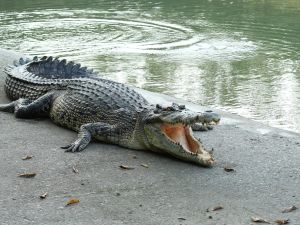 (Shutterstock/ File Photo)