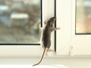 (Shutterstock/ File Photo)