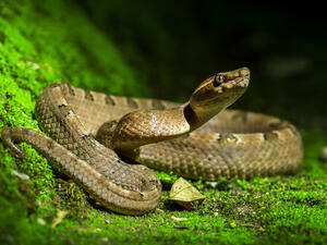 (Shutterstock/ File Photo)