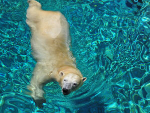 (Shutterstock/ File)