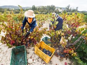 Tunisian women harvest grapes in the wine-producing region of Grombalia as the country looks to branch out into wine tourism. (AFP/ Fethi Belaid)  Tunisian women harvest grapes in the wine-producing region of Grombalia as the country looks to branch out into wine tourism. (AFP/ Fethi Belaid)