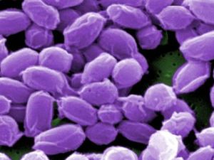 صورة مجهرية جراثيم من سلالة ستيرن من بكتيريا الجمرة الخبيثة الحية
