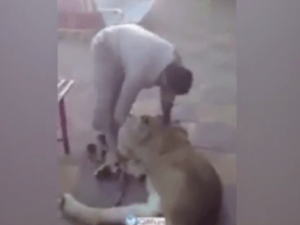 سعوديون يعذبون أسدا لهدف الضحك والسخرية 