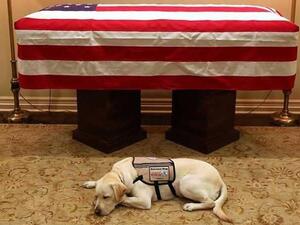 كلب بوش لا يتخلى عنه حتى بعد موته