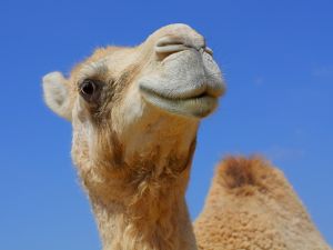 According to Q Restaurant chef Noor al Turkmani, camel burgers are healthier and not as heavy on your stomach. (AFP/ Georges Gobet) 