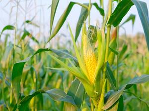 Saudi Arabia has nearly doubled its purchases of US corn this year. (Shutterstock) Saudi Arabia has nearly doubled its purchases of US corn this year. (Shutterstock)