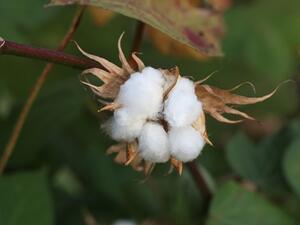 Egypt's sunny skies and superior seed help it grow a cotton known for unusually long fibres that produce a light, durable fabric. (File photo) Egypt's sunny skies and superior seed help it grow a cotton known for unusually long fibres that produce a light, durable fabric. (File photo)
