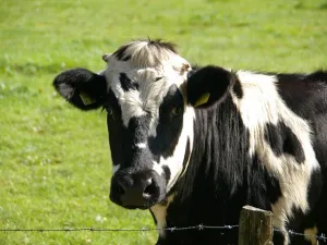 A Qatari businessman will fly 4,000 cows to the Gulf desert to fill the void left by a collapse in the supply of fresh milk amid the recent blockade. (Pixabay)