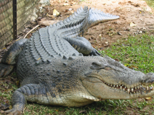 Fancy a new friend at home? You can buy crocodiles in Lebanese pet shops for less than 100 U.S. dollars (File Archive)
