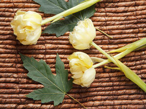 لنشر الطاقة الايجابية في البيت ضعي الورد الطبيعي وخصوصاً الفل لنشر الطاقة الايجابية في البيت ضعي الورد الطبيعي وخصوصاً الفل