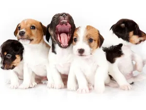 Lebanese President Michel Aoun has signed the country's first animal welfare bill into law (Shutterstock)