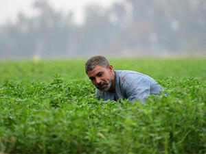 An Egyptian man works at a field in the village of Shamma in the Egyptian Nile Delta province of al-Minufiyah. (AFP/File)