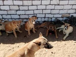 Animal Rights activist Bilkes Ibrahem runs the Habiba Animal Shelter in Cairo (Facebook)