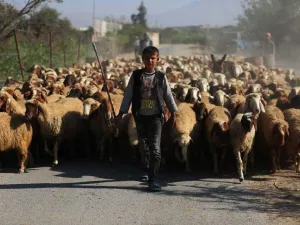 أضاحي العيد تكسر حصار غوطة دمشق