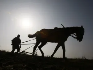 A Palestinian farmer plows his land in Gaza Strip near border fence with Israel (AFP/File Photo)
