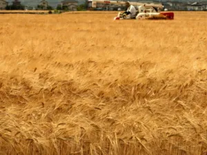 الاضطرابات التي تشهدها بعض الدول العربية ذات الطابع الزراعي لن تؤثر في مشروع الأمن الغذائي، خاصة أن تلك الدول التي تتعرض للفرز السياسي ستفرز جوانب إيجابية على مدى قصير ومتوسط على الجانب الاقتصادي