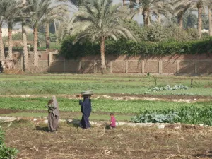 مصر تعتزم تسوية مشاكل صادراتها الزراعية مع دول عربية