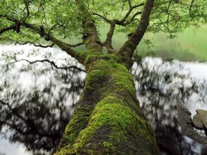 Canon receives highest standard gold rating from EcoVadis for sustainability
