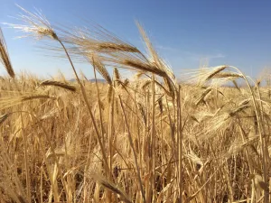 أسعار الحبوب في تونس تؤجج غضب المزارعين