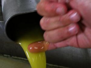 زيت الزيتون 