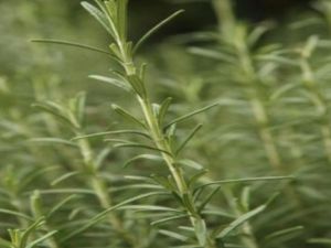 عشبة الروزمارى أو "إكليل الجبل" 